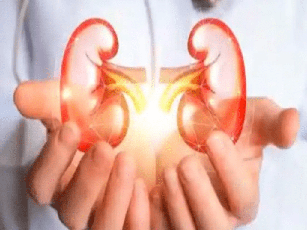  kidney